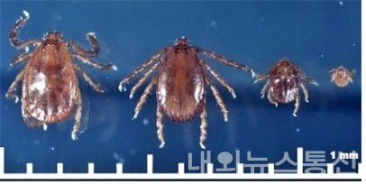 야생진드기- 작은소피참진드기(암컷성충, 수컷성충, 약충, 유충 순) (사진제공=천안시)
