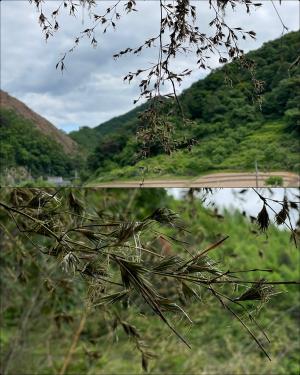 [포토] 논산시 벌곡면 대나무꽃 개화